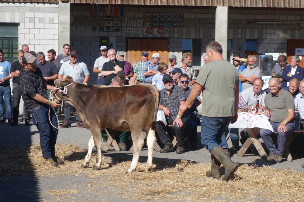 Anmeldung Auktionen Giswil, Rothenthurm, Gunzwil