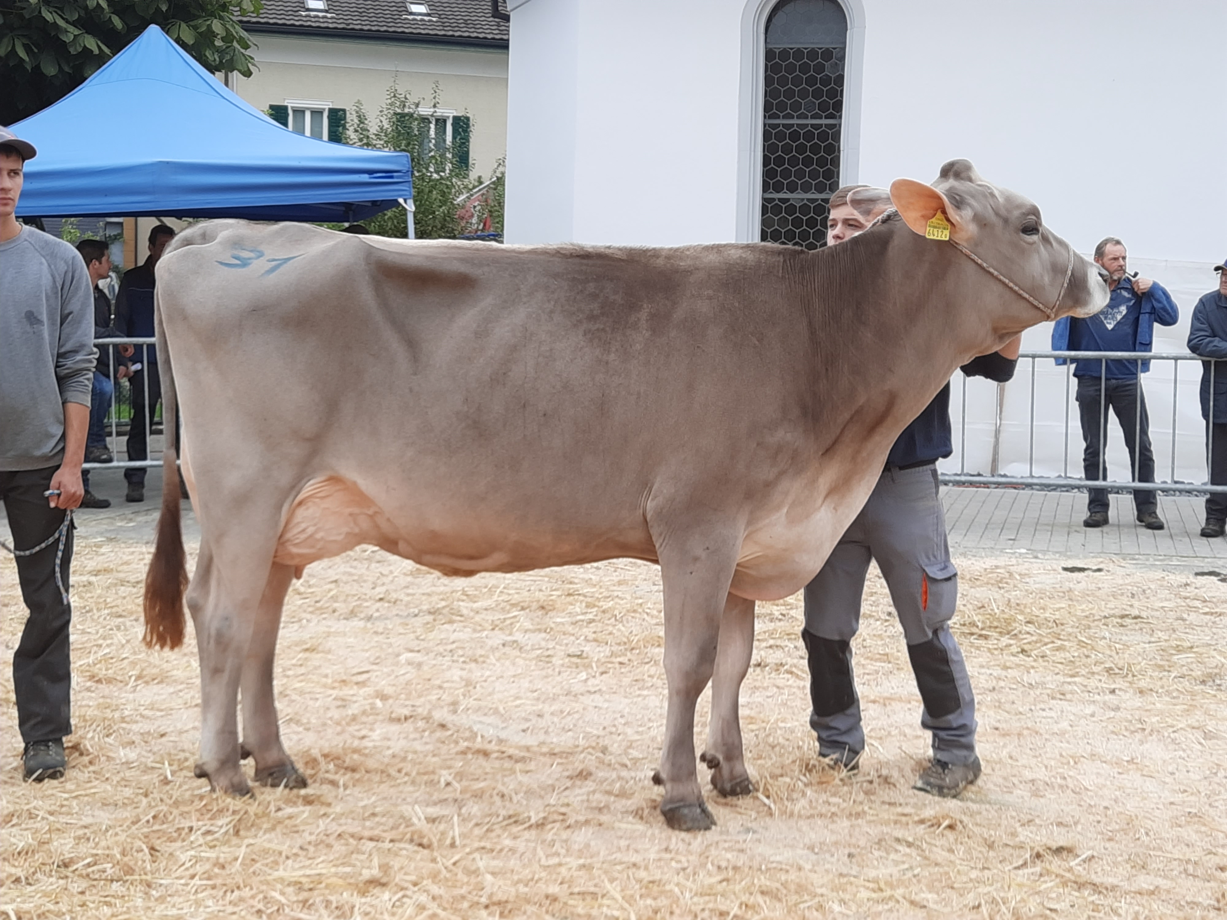 Viehschau BVZG Wolhusen 