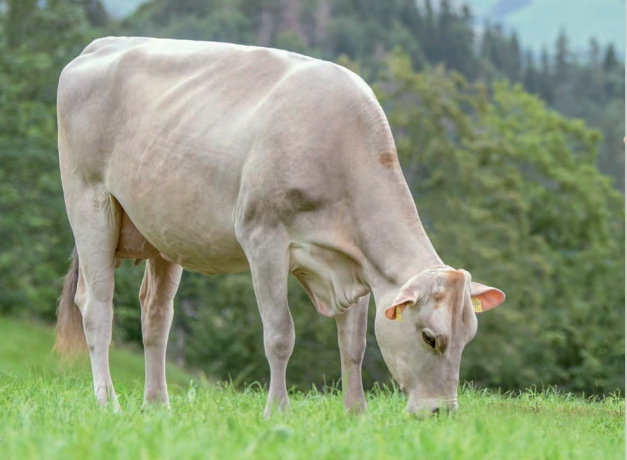 Katalog Chommle Gunzwil 22.11.2022