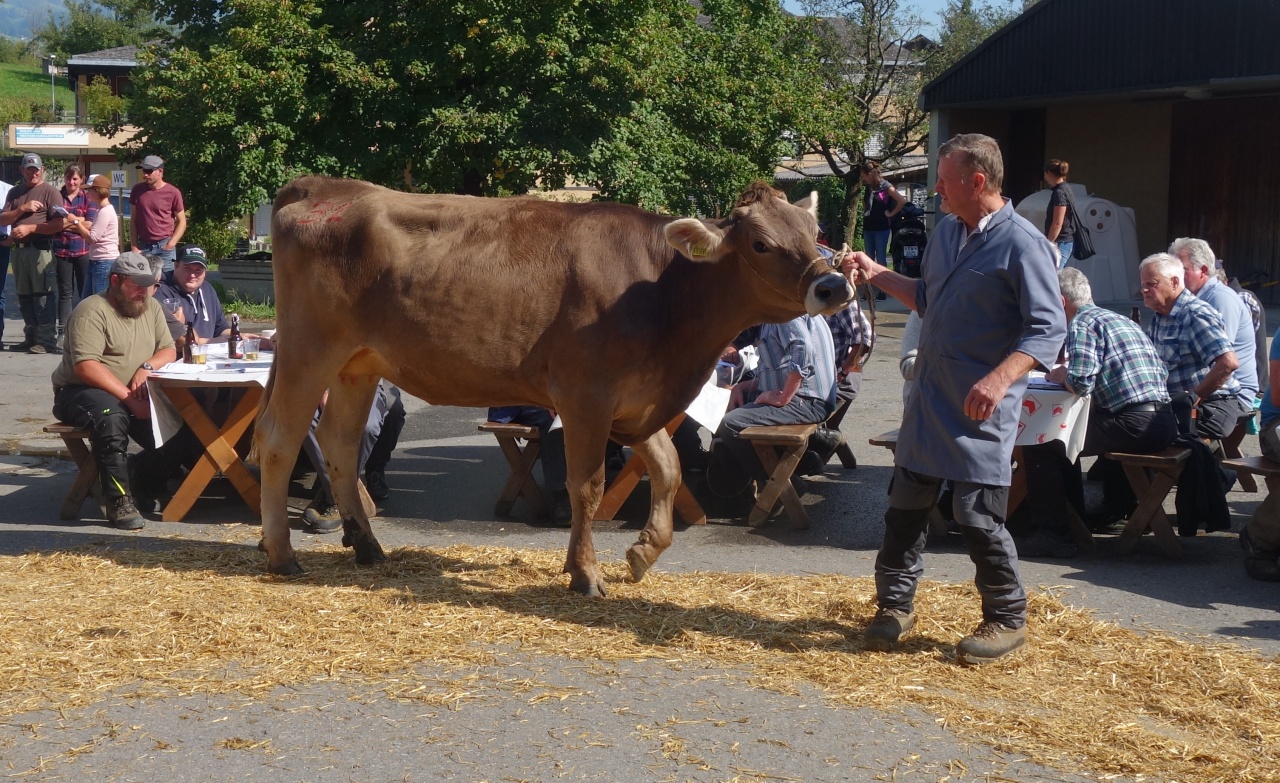 Bericht Auktion Giswil