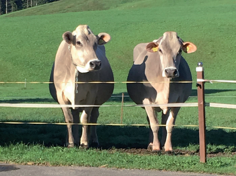 Katalog Verkaufsabend Chommle Gunzwil 09.12.2020