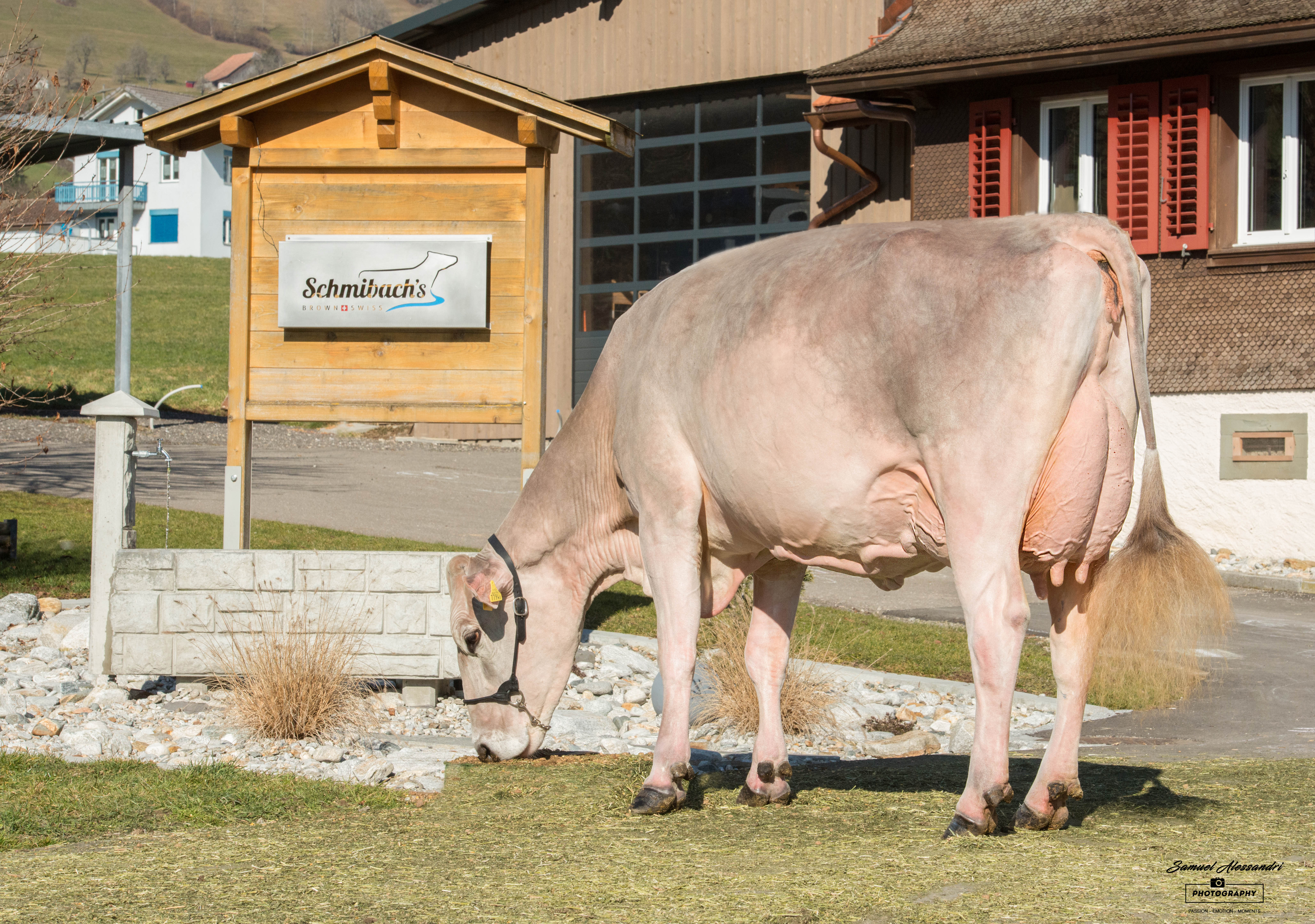 Zu Besuch bei Beni Schmid in Schüpfheim