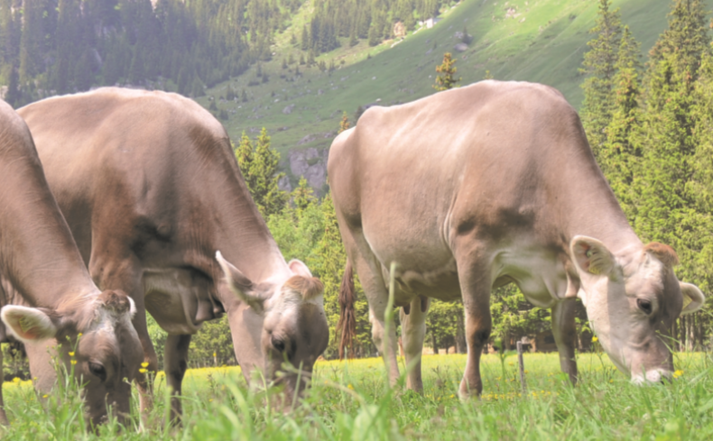 Katalog Verkaufsabend Chommle Gunzwil