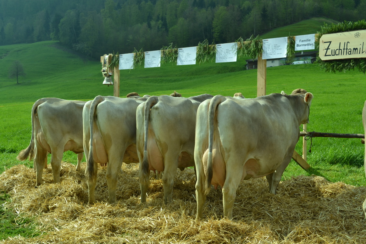 ZF Kuh Betty von Paul Barmettler Oberdorf NW A77