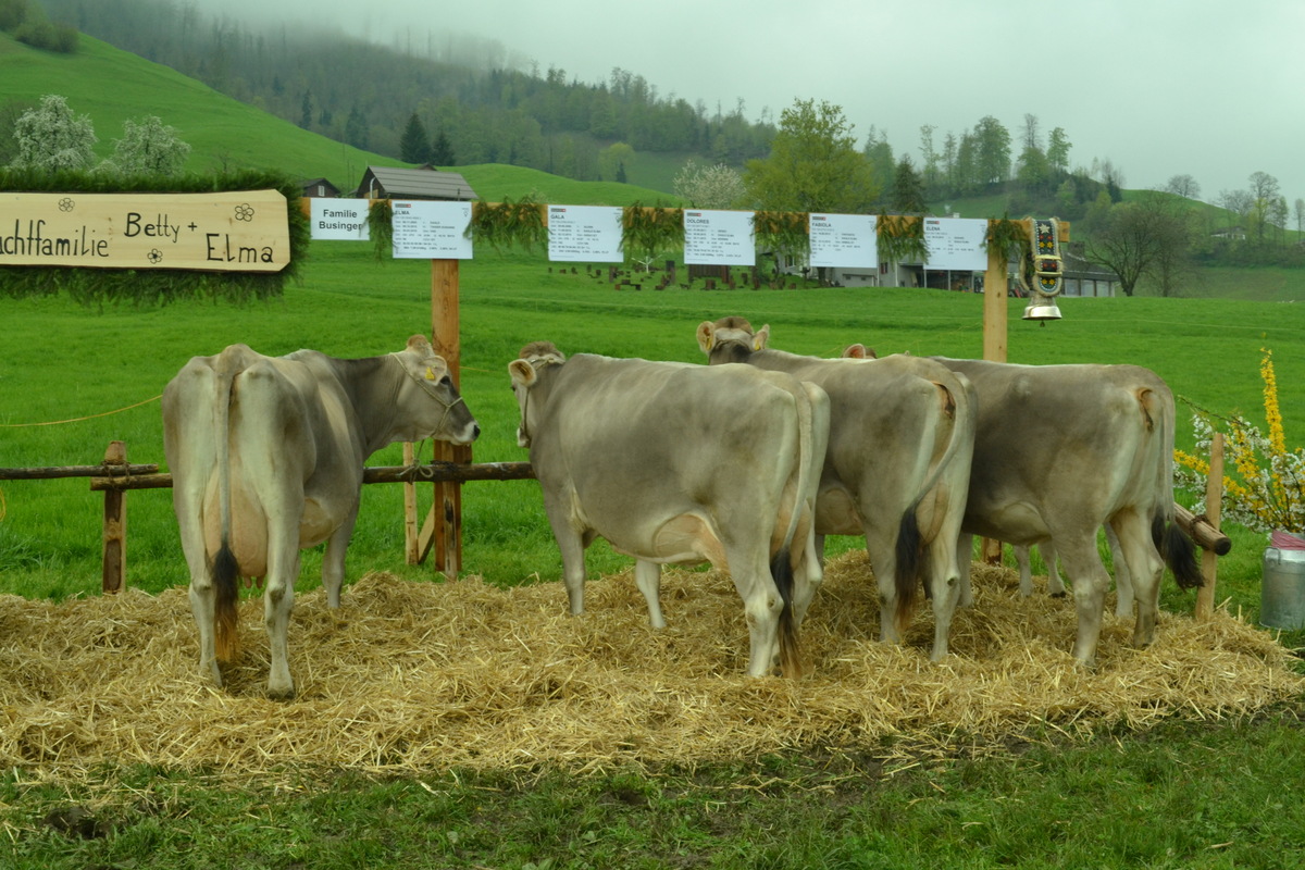 ZF Kuh Elma von Roland Businger Oberdorf B73