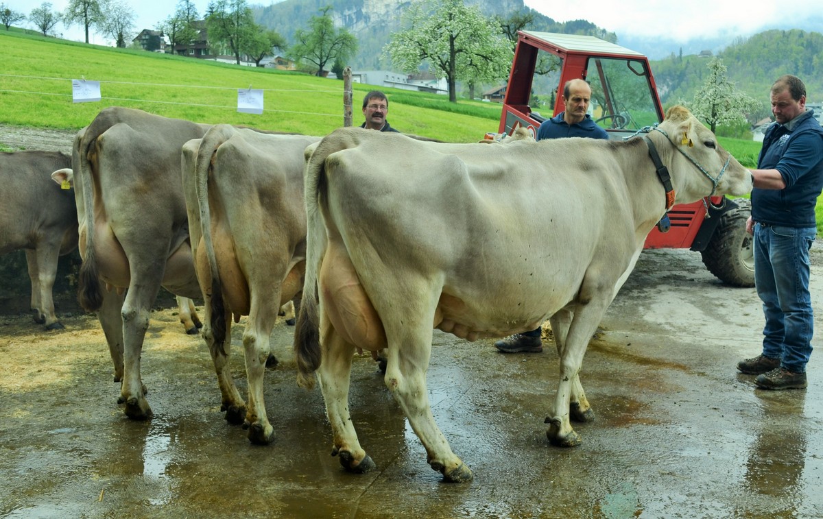 ZF Kuh Furka von Josef Imboden Ennetmoos A76