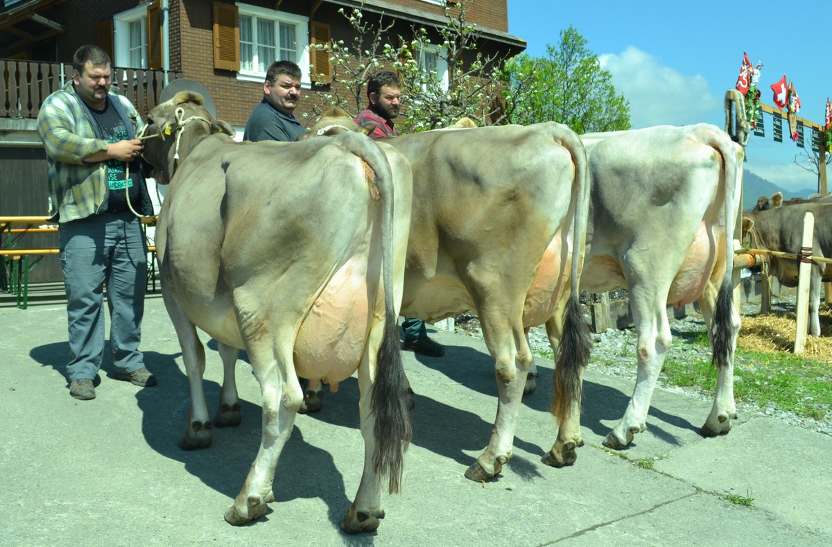 ZF Kuh Milena von Kaspar Barmettler Ennetmoos B73