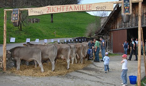 zf granada b 66 zf niggi b65 e.amrein ernst hinterbach ennetmoos