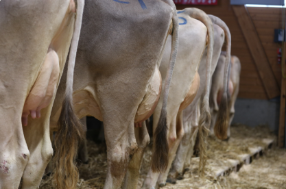 Nutz- und Zuchtviehauktion in Rothenthurm