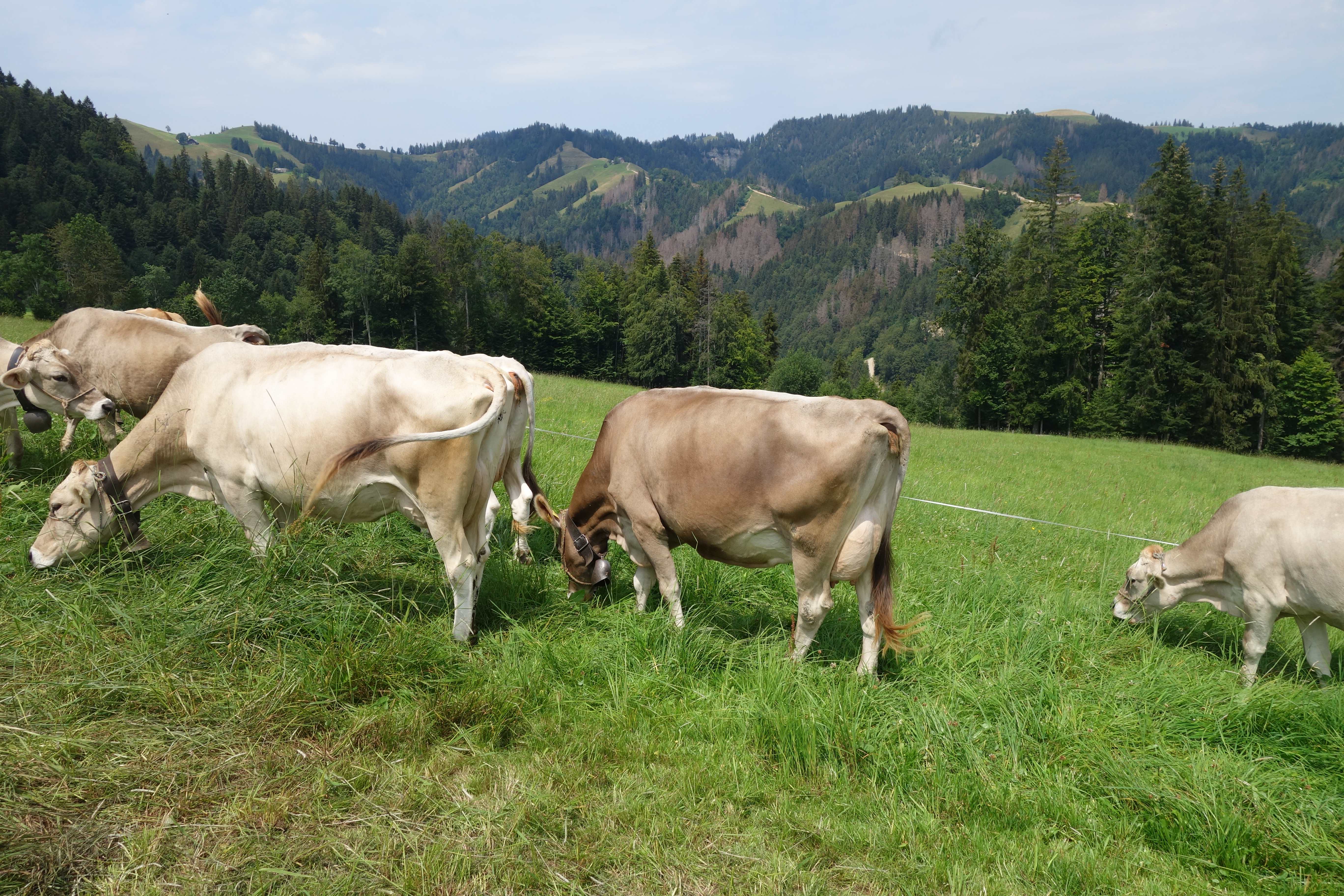Ausflug Braunvieh Landenberg und Kägiswil 