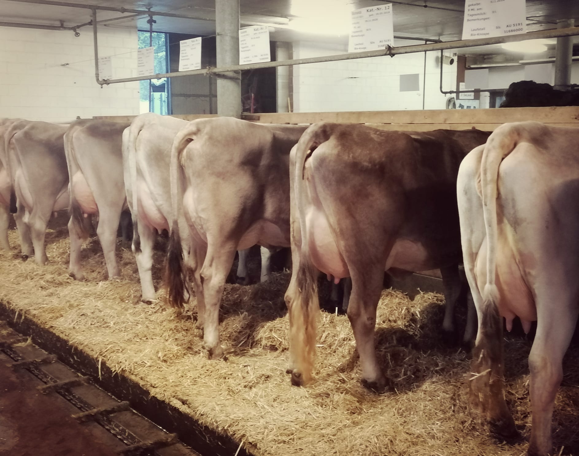 Auktion Gunzwil vom 24.02.2021 findet statt