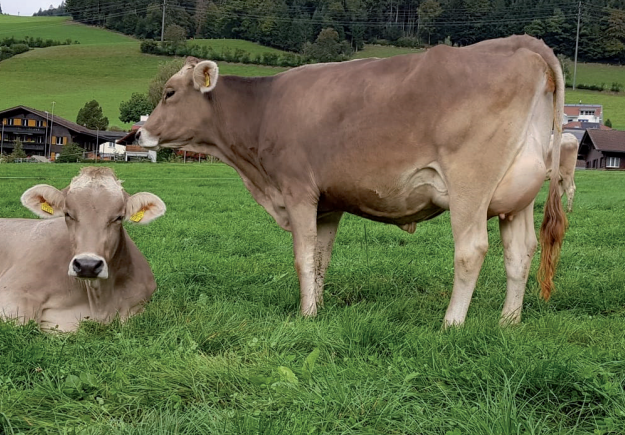 Katalog Auktion Chommle Gunzwil 28.06.2022