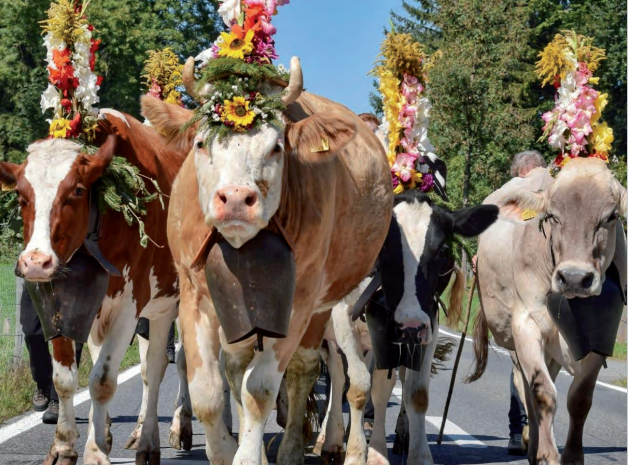 Katalog Auktion Chommle Gunzwil 20.09.2022