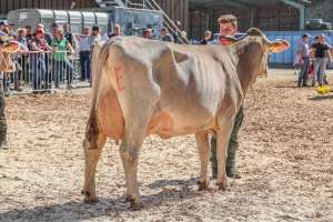 champion ob bvzg untermosigen arcas jacira niklaus felder haas entlebuch