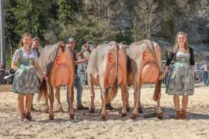 champion schoeneuter.l bs amt enlebuch 