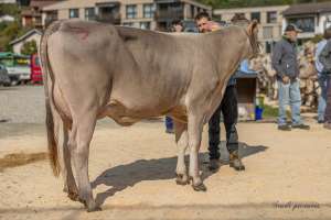 miss genetik bs guy galanda ch.1736.6312.2 schwegler matthias