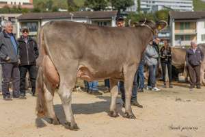 miss genetik ob anakin aeschi ch.1582.2338.9 portmann roos fabian