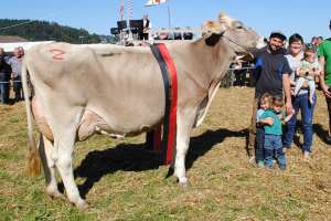 einsiedeln schoeneuter aeltere kuehe bender brocca christian schoenbaechler einsiedeln