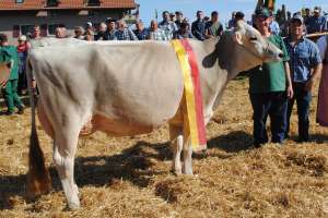 schoeneuter juengere bender adora armin schatt feusisberg