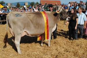 schoeneuter mittlere salomon gurarda fam haecki pfaeffikon