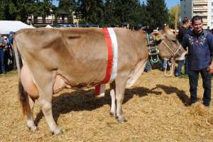 kuessnacht miss jasper justa armin suter kuessnacht