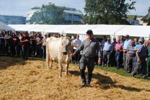 kuessnacht miss lebensleistung glenn gladiola xaver dober kuessnacht