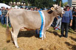 kuessnacht schoeneuter juengere calino chantal bruno appert arth