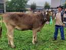 miss ob rind march bimbo lenka urs reichmuth altendorf