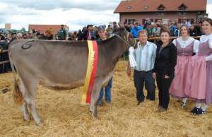 miss rind calvin perfecta josef haecki pfaeffikon