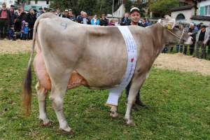 schoeneuter aeltere  salomon rilana roman bueeler schwyz