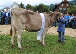 schoeneuter juengere brice baccara oswald schnueriger lauerz