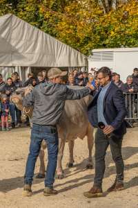championwahl brown swiss   eliteschau entlebuch 2025