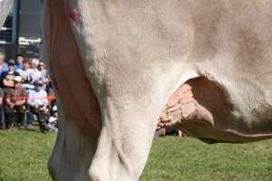 schoeneuter mittlere estell