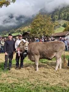 rinderchampion ob honey