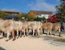 schoeneuter juengere jeff joleen von beat studhalter  horw