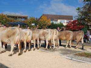 schoeneuter juengere jeff joleen von beat studhalter  horw
