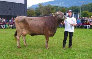 schoeneuter 2. und. laktation jeff jade von flueeler patrick alpnach dorf angepasst