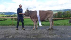 rinderchampion ob livius lobella