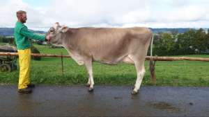 schoeneuter mittlere huge holly