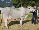 3.rang championwahl kuh bs cameron von gisler urs  gemsstockstrasse 11  andermatt ch.1362.5656.9