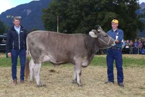 miss genetik ob omar orchide von heinz planzer  buerglen