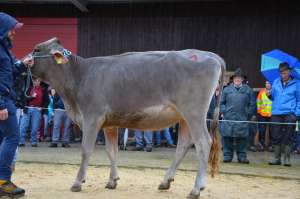 rinderchampion bs phil penny von roman marbacher