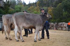 rinderchampion ob einar amy von martin duss