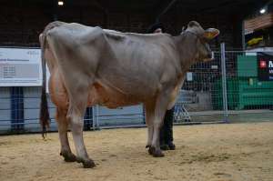 schoeneutersiegerin bs.   folgende lakt. und vize miss alino dallas von fredy banz