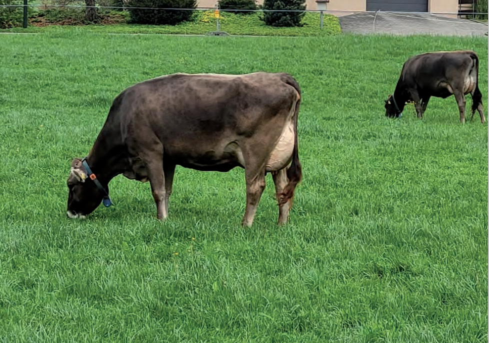 Katalog Auktion Chommle Gunzwil 18.10.2022