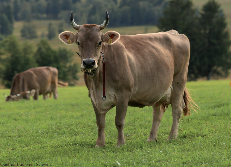 Katalog Auktion Original Braunvieh