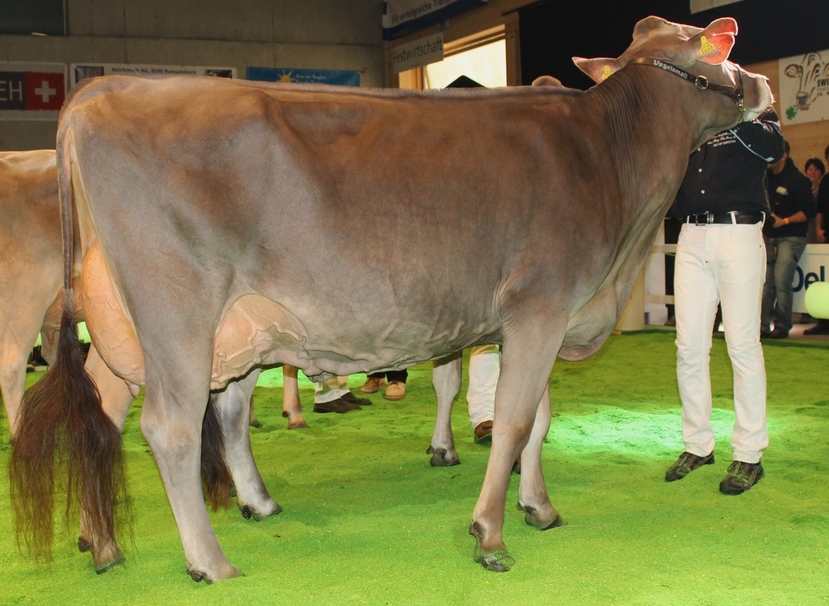 Anmeldung Verkaufsabend Chommle Gunzwil